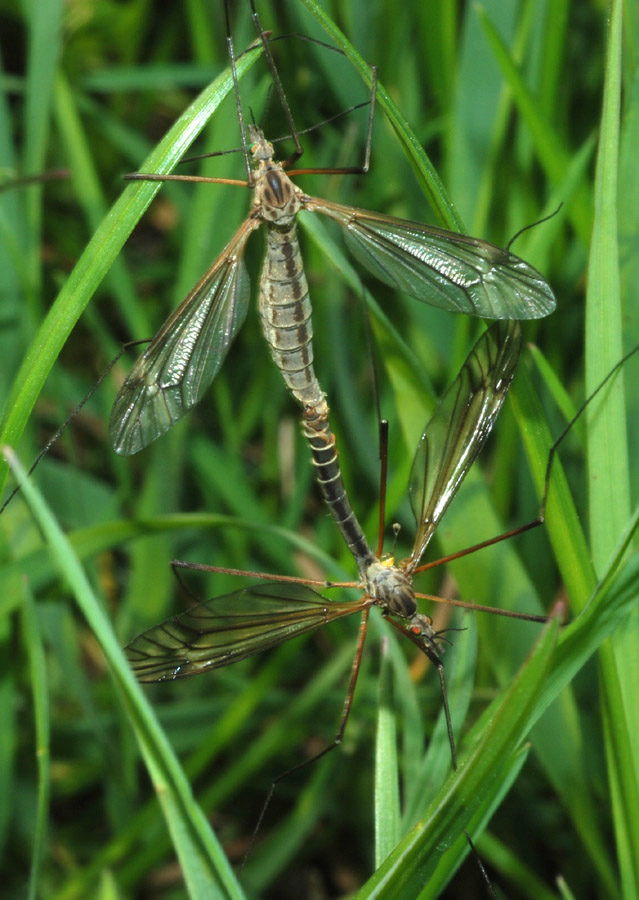 Aiuto det.Tipulidae